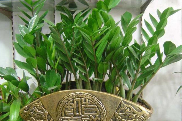 金錢樹(shù)能在室外過(guò)冬嗎