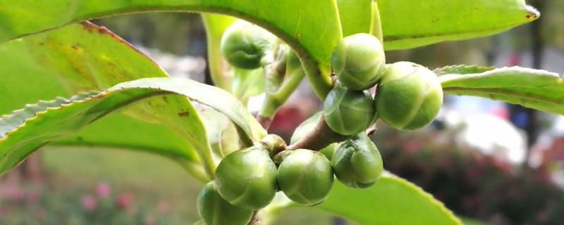 茶花春天可以剪枝嗎