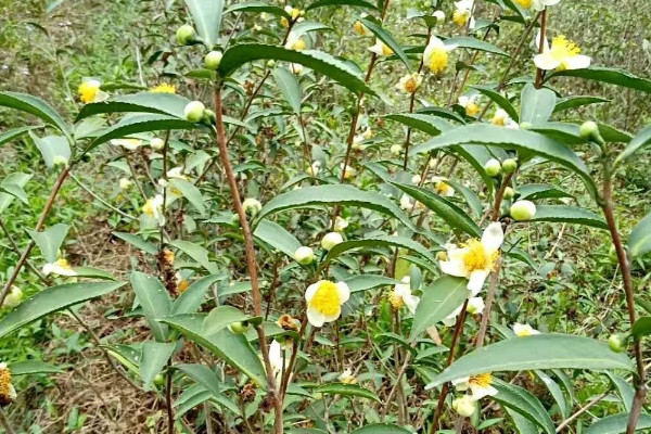 茶花春天可以剪枝嗎