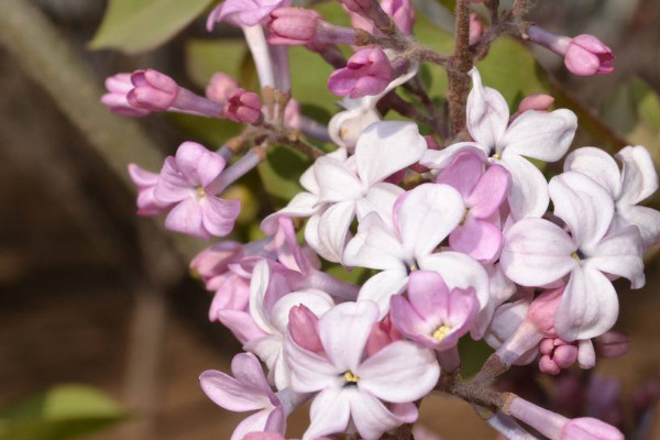 盆栽丁香花怎么過冬