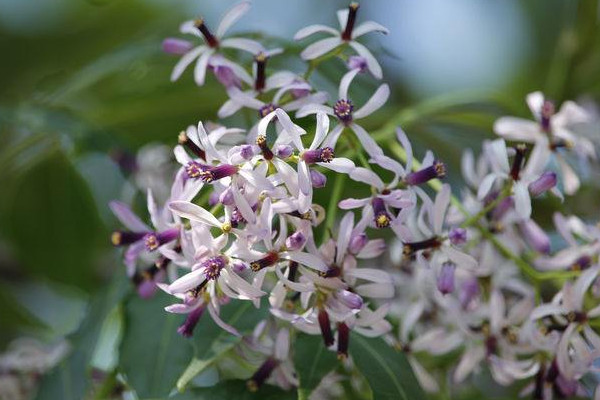 盆栽丁香花怎么過冬