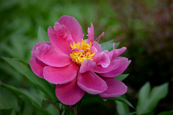 芍藥花春天怎么種植