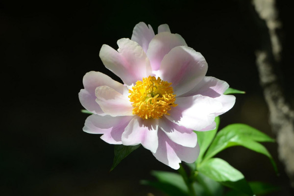 芍藥夏天可以種嗎