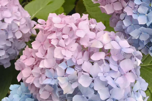 繡球花怎么水培生根