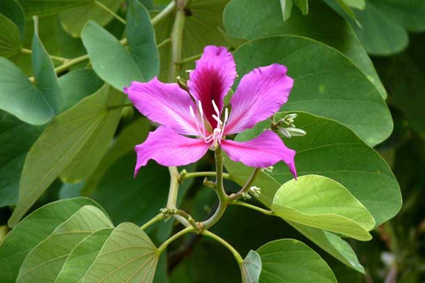 夏天紫荊花為什么干葉子