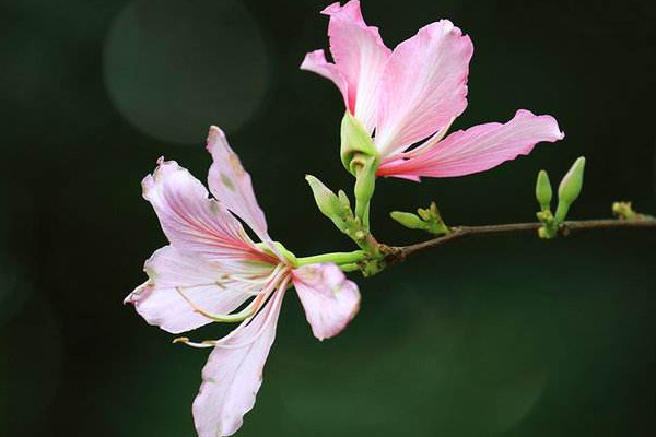 紫荊花還有什么名字