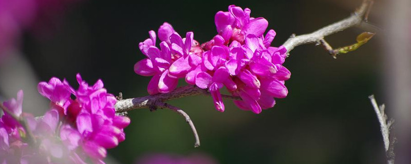 紫荊花樹什么季節(jié)開花