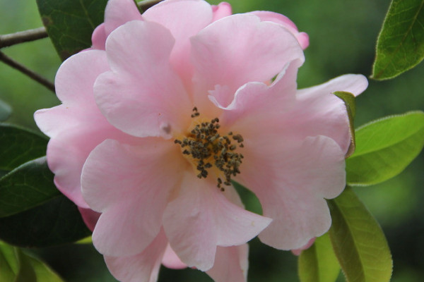 茶花怎么養