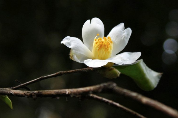 茶花怎么養