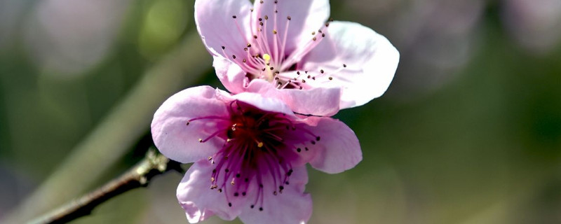 桃花春天開(kāi)花嗎