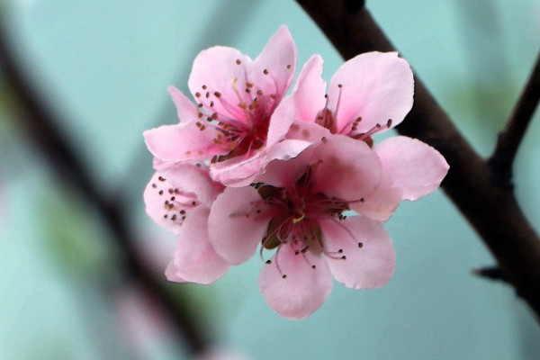 桃花春天開花嗎