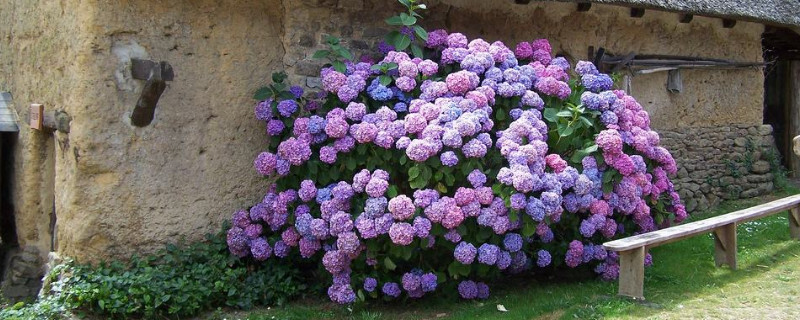 繡球花秋冬季節怎么養護