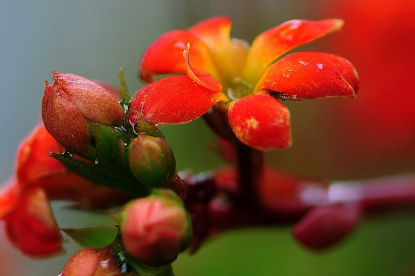 長壽花花期怎么管理