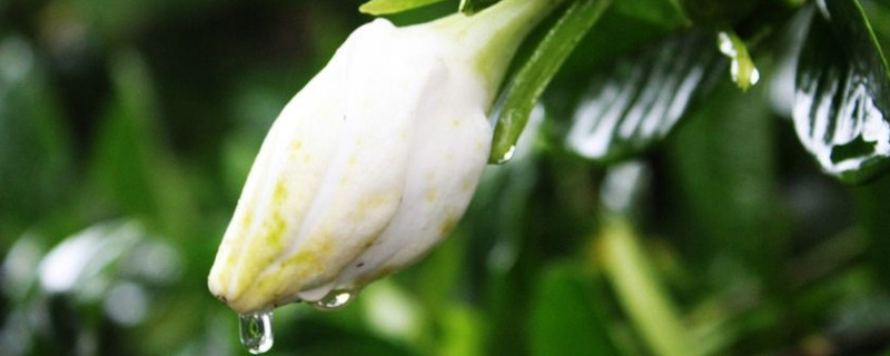 梔子花多久開一次花