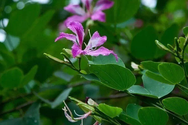 紫荊花樹什么時候扦插