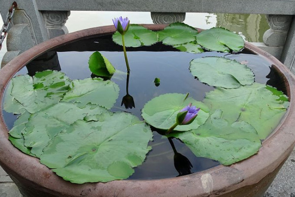 缸里荷花怎么過冬