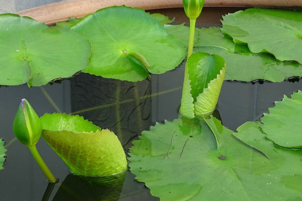 缸里荷花怎么過冬