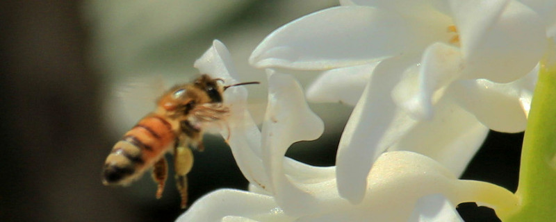 風信子球怎么養才發芽