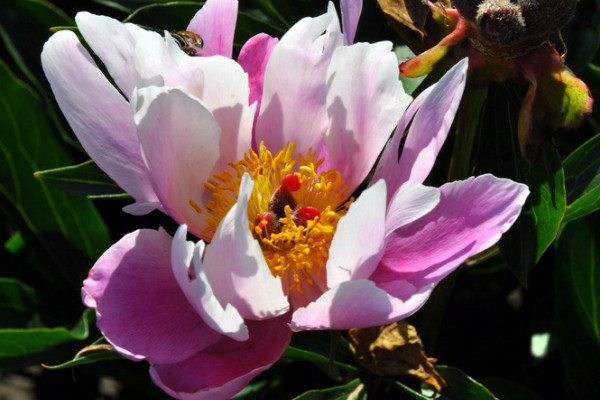 芍藥花冬天要休眠多長(zhǎng)時(shí)間