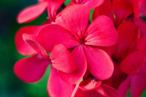 天竺葵夏天開(kāi)花嗎