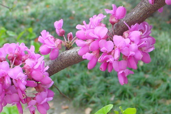 紫荊花會結(jié)果嗎