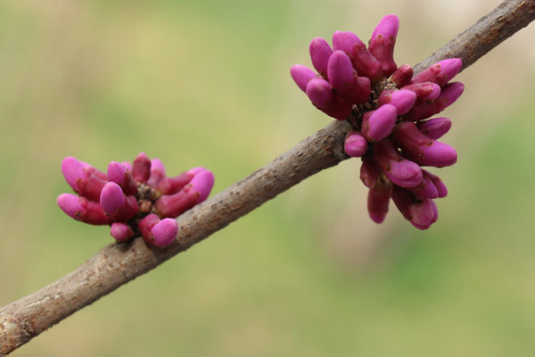 紫荊花會結(jié)果嗎