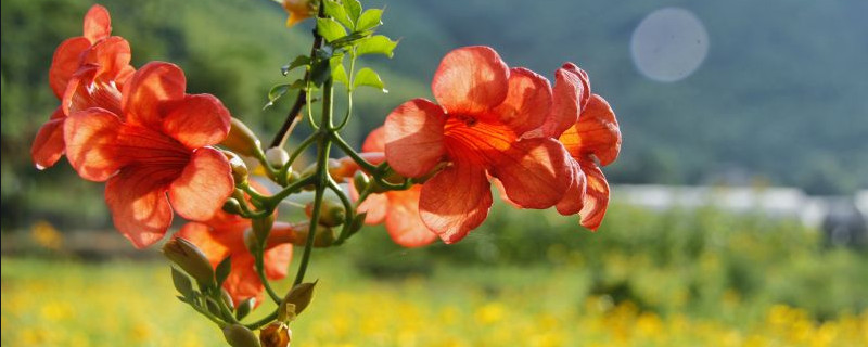 盆栽凌霄花怎樣過冬