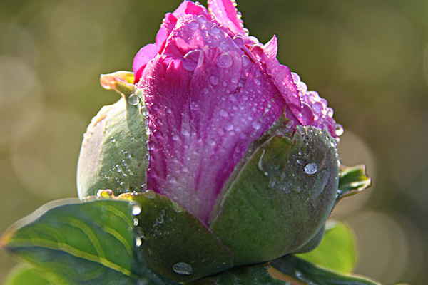 牡丹花夏天干枯還能發芽嗎