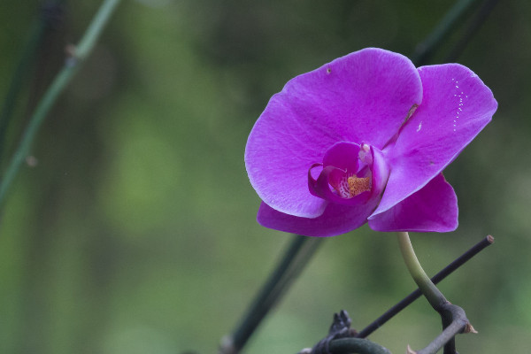 蝴蝶蘭長(zhǎng)花劍怎么施肥