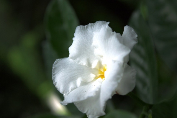 梔子花什么時候開花