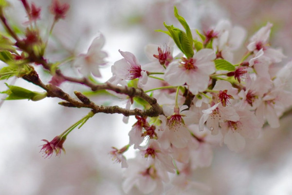 櫻花樹枝插土里能活嗎