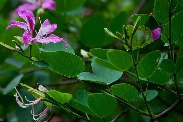 紫荊花生長快嗎