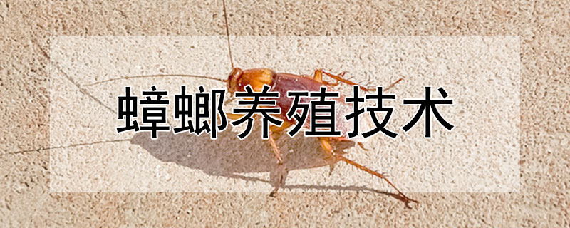 蟑螂養殖技術