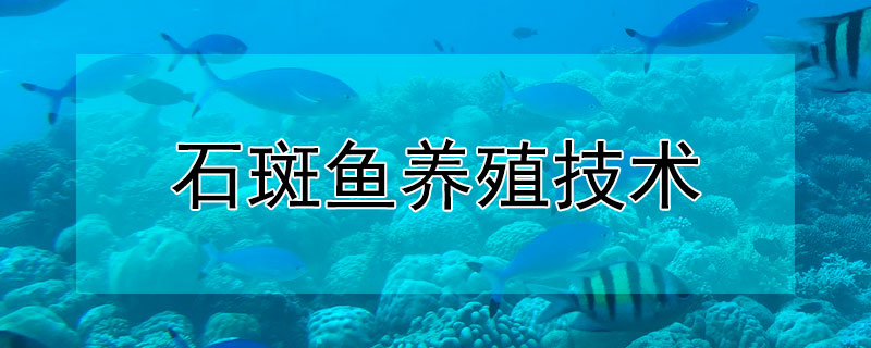 石斑魚養殖技術