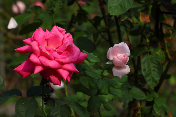 月季花是玫瑰花嗎