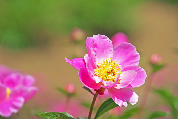 芍藥怎休眠期得多長時間