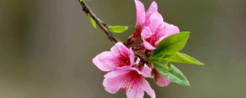 桃花樹(shù)能活多少年