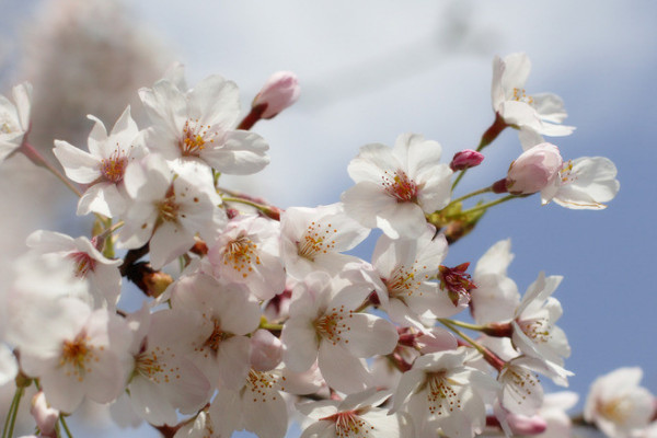 櫻花冬天開(kāi)嗎