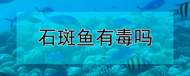 石斑魚有毒嗎