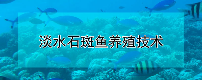 淡水石斑魚養(yǎng)殖技術(shù)