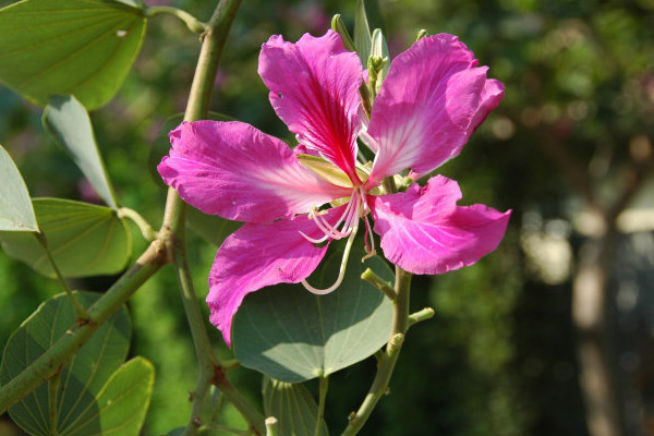 紫荊花什么時(shí)候發(fā)芽