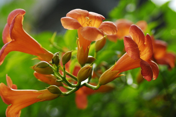 凌霄花怎么過冬