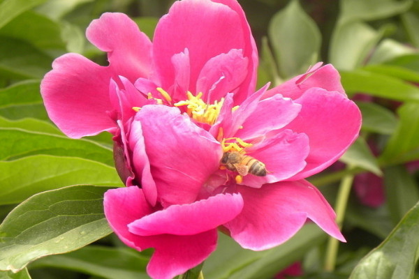 芍藥花怎么養