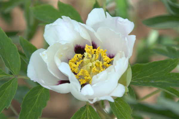 芍藥根塊怎么種