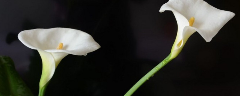 馬蹄蓮水養(yǎng)好還是土培好