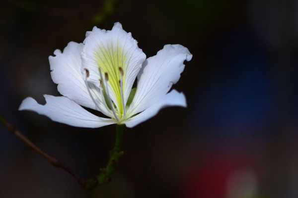 紫荊花施肥常識