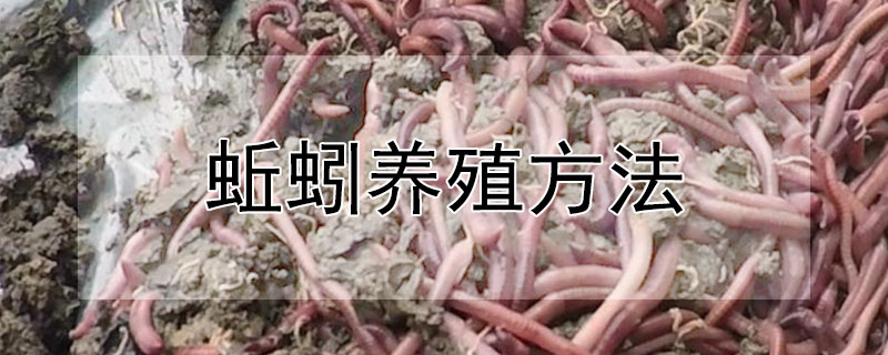 蚯蚓養殖方法