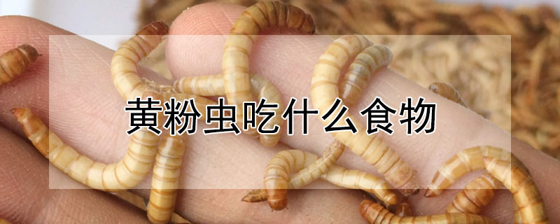 黃粉蟲吃什么食物