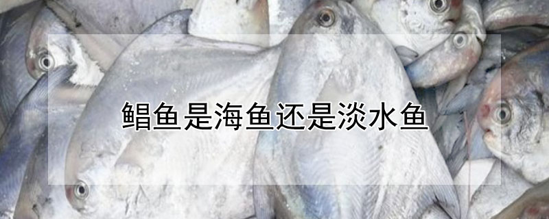 鯧魚是海魚還是淡水魚