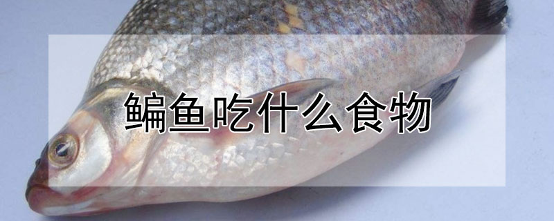 鳊魚吃什么食物